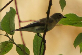 Ficedula albicollis - Halsbandschnäpper